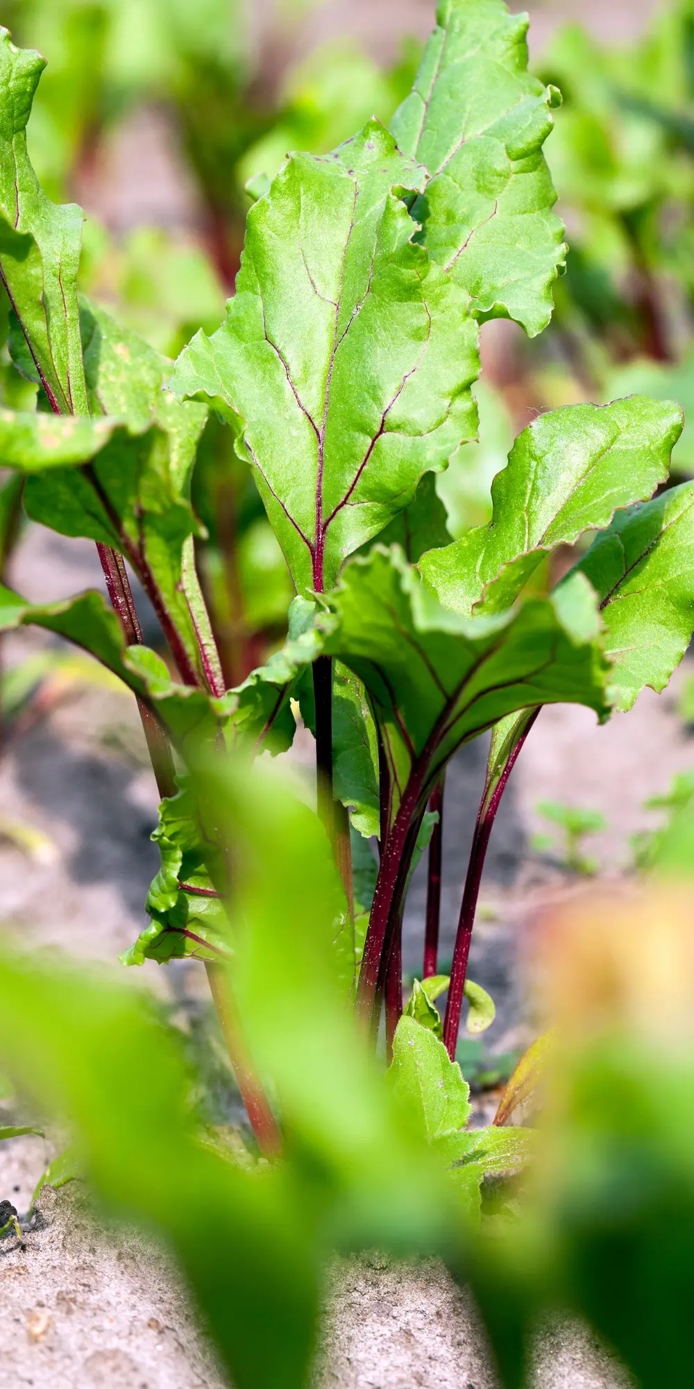Buraki podłużne na polu