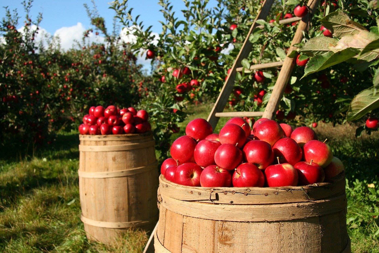 Ekologiczna uprawa jabłek
