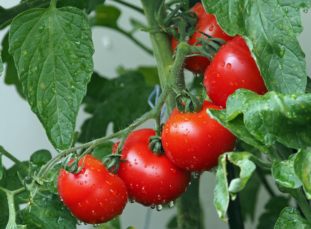 Ekologiczne pomidory