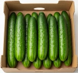 Ekologiczny ogórek długi (karton ok. 12 szt) (EKO)