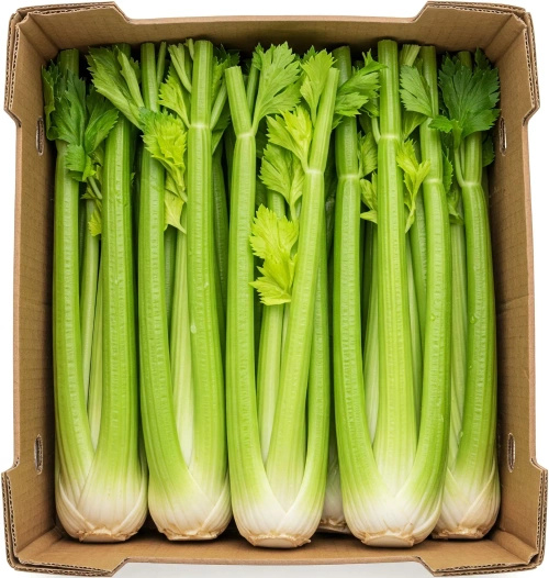 Ekologiczny seler naciowy (karton 10 szt) (EKO)