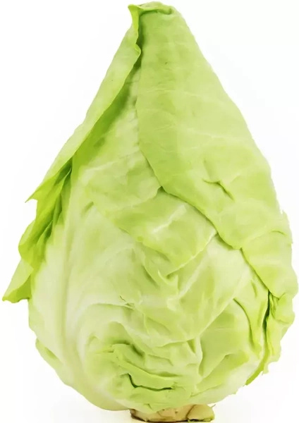 Ekologiczna kapusta szpiczasta (główka ok. 0,67 kg) (EKO)