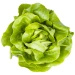 Ekologiczna sałata masłowa polska (1 sztuka ok. 120 g) (EKO)