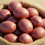 Ekologiczne ziemniaki czerwone polskie (worek ok. 10 kg) (EKO)