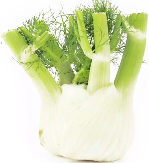 Ekologiczny koper włoski fenkuł (karton ok. 7 kg) (EKO)