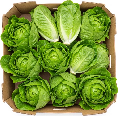 Ekologiczna sałata rzymska mini (karton ok. 8 szt) (EKO)
