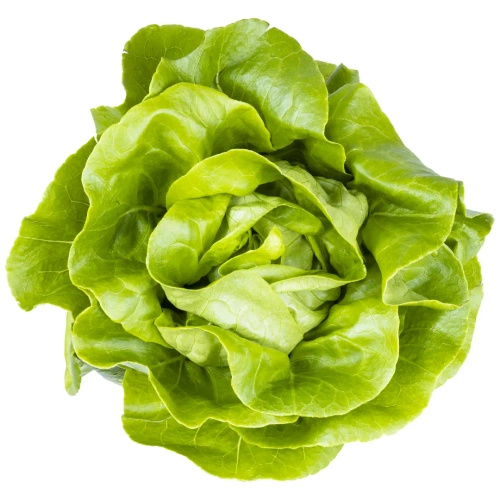 Ekologiczna sałata masłowa polska (1 sztuka ok. 120 g) (EKO)