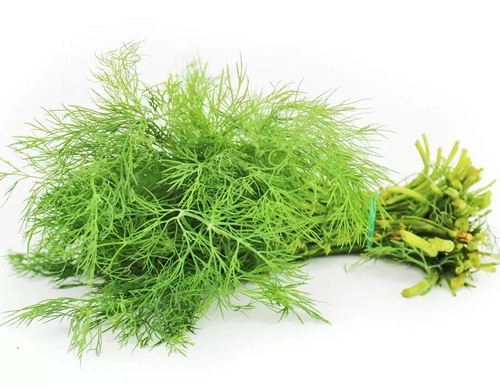 Ekologiczny koperek świeży polski (pęczek 20 g) (EKO)