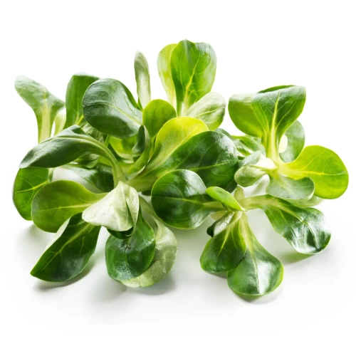 Ekologiczna roszponka niemyta (0,1 kg) (EKO)