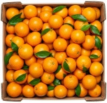 Ekologiczne klementynki mandarynki (karton ok. 6 kg) (EKO)