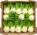 Ekologiczny koper włoski fenkuł (karton ok. 7 kg) (EKO)