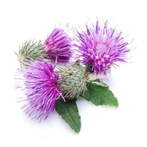 Ostropest plamisty mielony 100 g - Naturavena