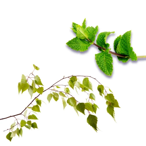 Sok z brzozy o smaku mięty 750 ml - Naturavena