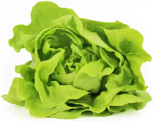 Ekologiczna sałata masłowa polska (1 sztuka ok. 120 g) (EKO)