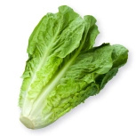 Ekologiczna sałata rzymska mini (1 sztuka ok. 180 g) (EKO)