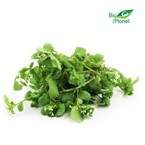 Ekologiczna rukiew wodna polska (0,05 kg) (EKO)