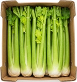 Ekologiczny seler naciowy (karton 10 szt) (EKO)