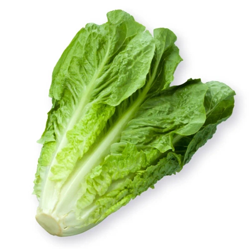 Ekologiczna sałata rzymska mini (1 sztuka ok. 180 g) (EKO)