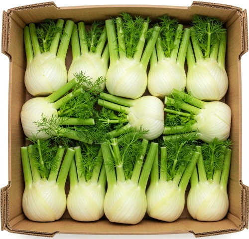 Ekologiczny koper włoski fenkuł (karton ok. 7 kg) (EKO)