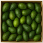 Awokado ekologiczne (karton ok. 40 szt) (EKO)