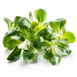 Ekologiczna roszponka niemyta (tacka 100 g) (EKO)